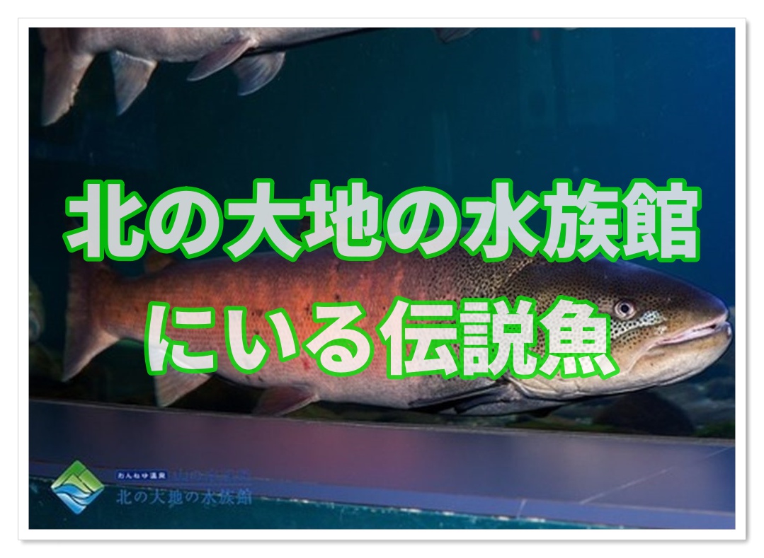 魚のイトウ 北の大地の水族館にいる伝説魚とは In北海道 子連れ旅行を楽しむ鉄板ブログ もう国内旅行は迷わせない
