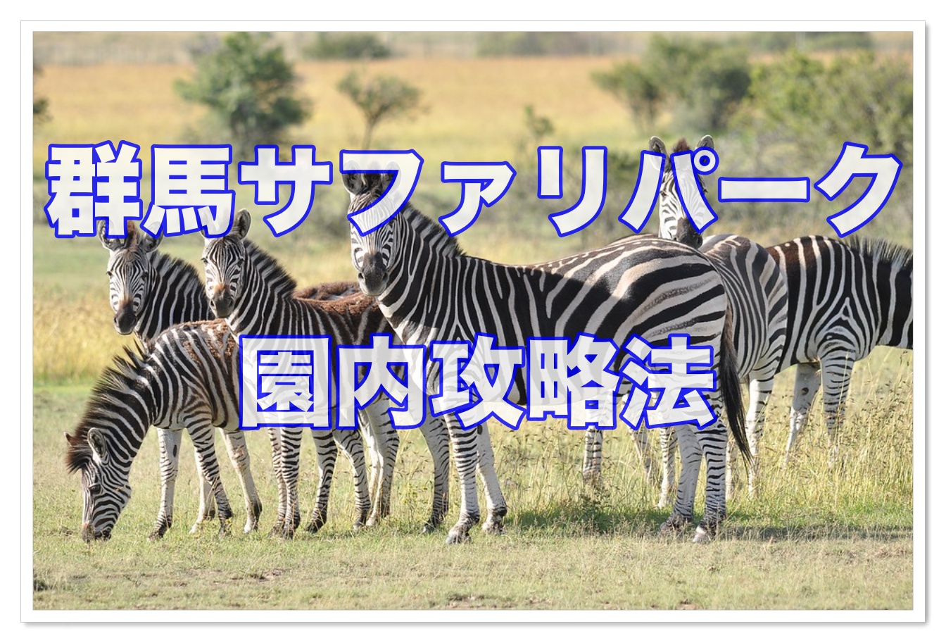 群馬サファリパークはマイカー レンタカー バス 園内攻略法 子連れ旅行を楽しむ鉄板ブログ もう国内旅行は迷わせない