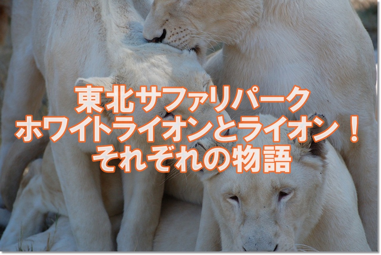 東北サファリパークホワイトライオンとライオン 福島県の動物園 子連れ旅行を楽しむ鉄板ブログ もう国内旅行は迷わせない