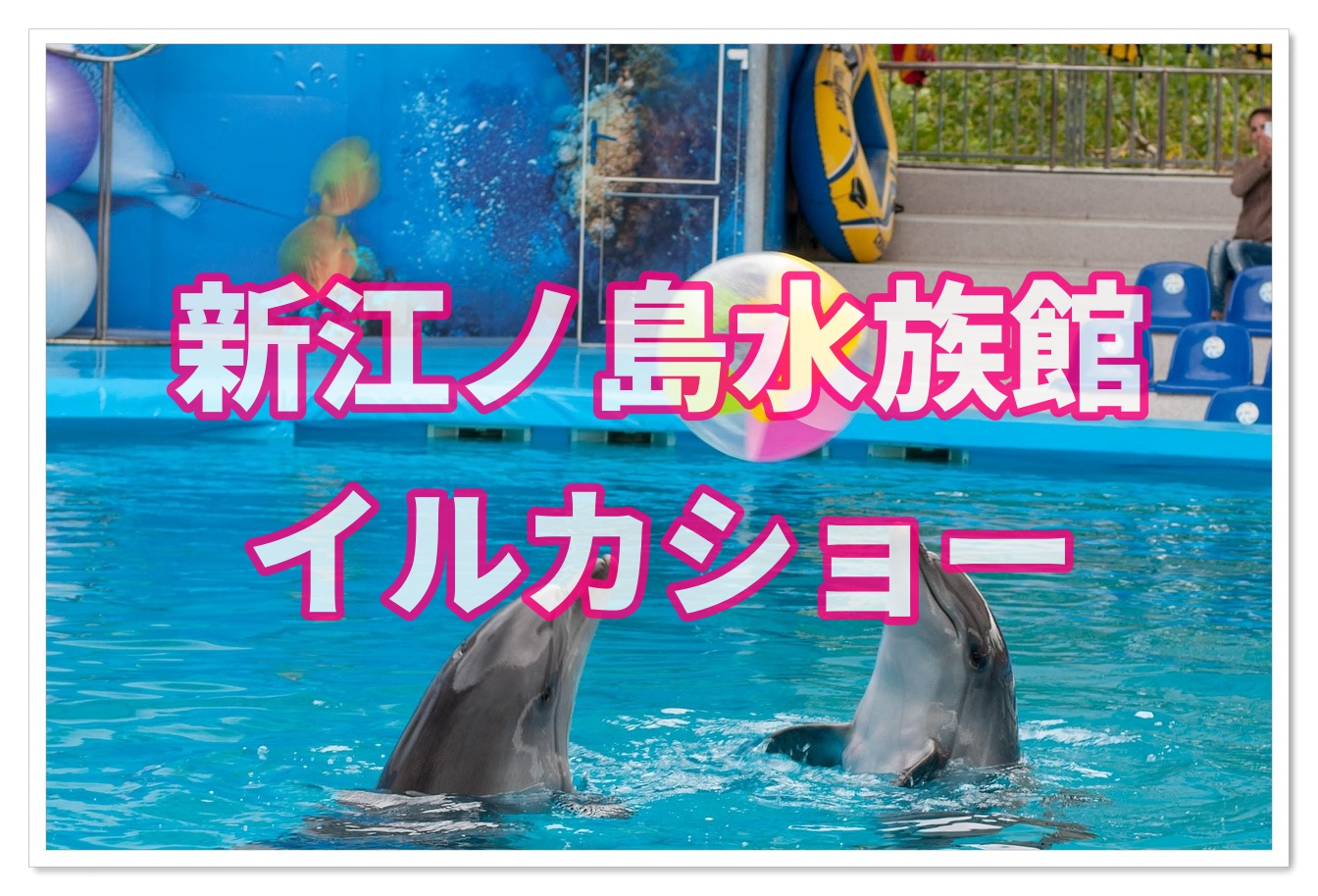 新江ノ島水族館のイルカショーがすごい おすすめはイルカと握手 子連れ旅行を楽しむ鉄板ブログ もう国内旅行は迷わせない