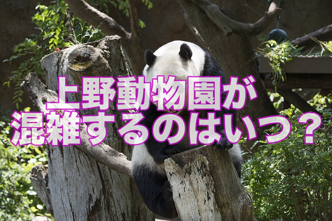 上野動物園のシャンシャンの待ち時間や最新の混雑状況を確認 子連れ旅行を楽しむ鉄板ブログ もう国内旅行は迷わせない