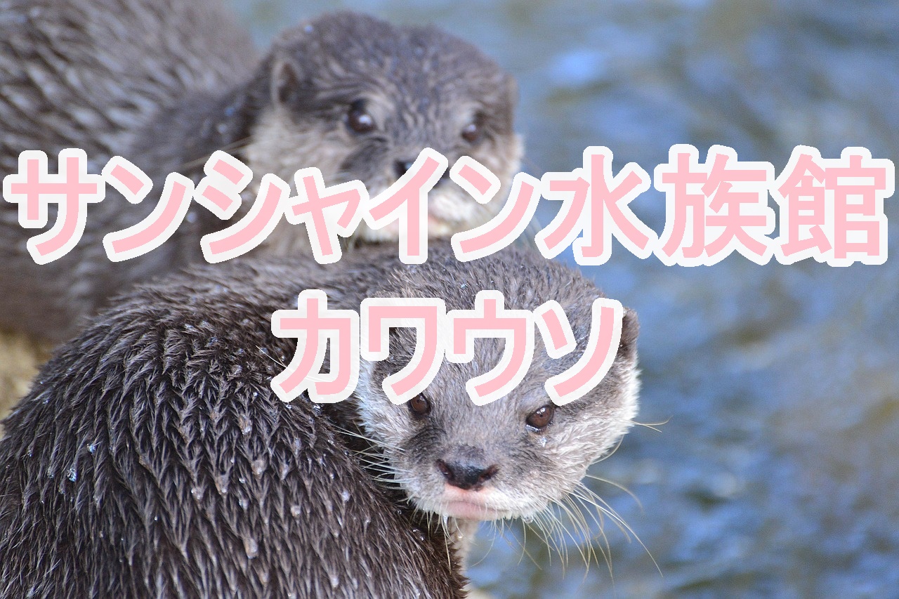 サンシャイン水族館のカワウソに会いたい かわいいグッズも 子連れ旅行を楽しむ鉄板ブログ もう国内旅行は迷わせない