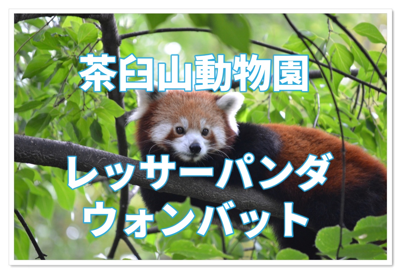 茶臼山動物園のレッサーパンダは日本一 ウォンバットも会える 子連れ旅行を楽しむ鉄板ブログ もう国内旅行は迷わせない