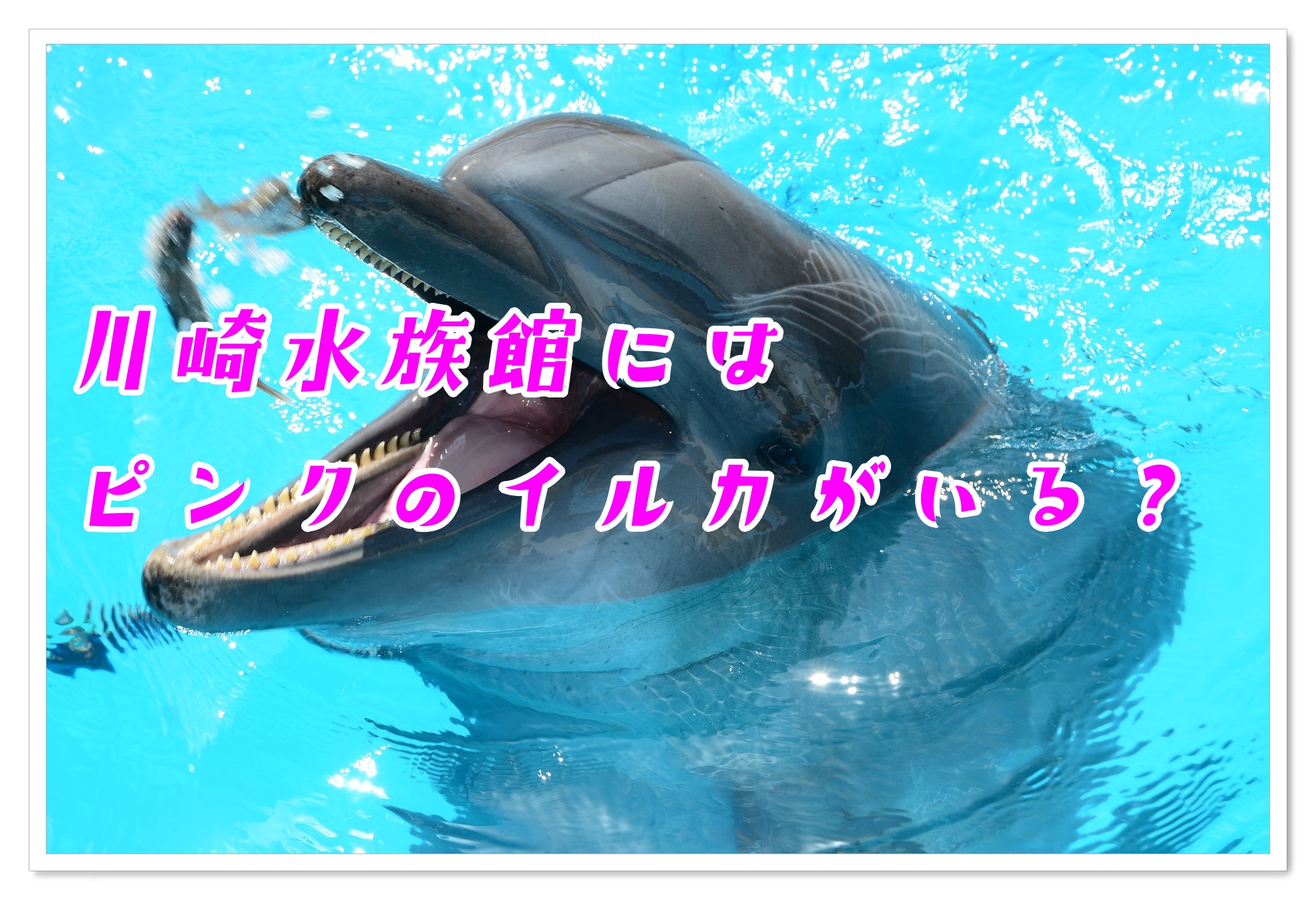 川崎水族館にイルカはいるの ピンクのイルカがいるって本当 子連れ旅行を楽しむ鉄板ブログ もう国内旅行は迷わせない
