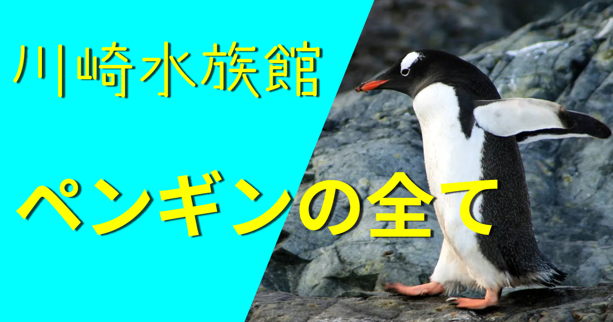川崎水族館でペンギンに会える 川崎水族館の推しや癒し系は 子連れ旅行を楽しむ鉄板ブログ もう国内旅行は迷わせない